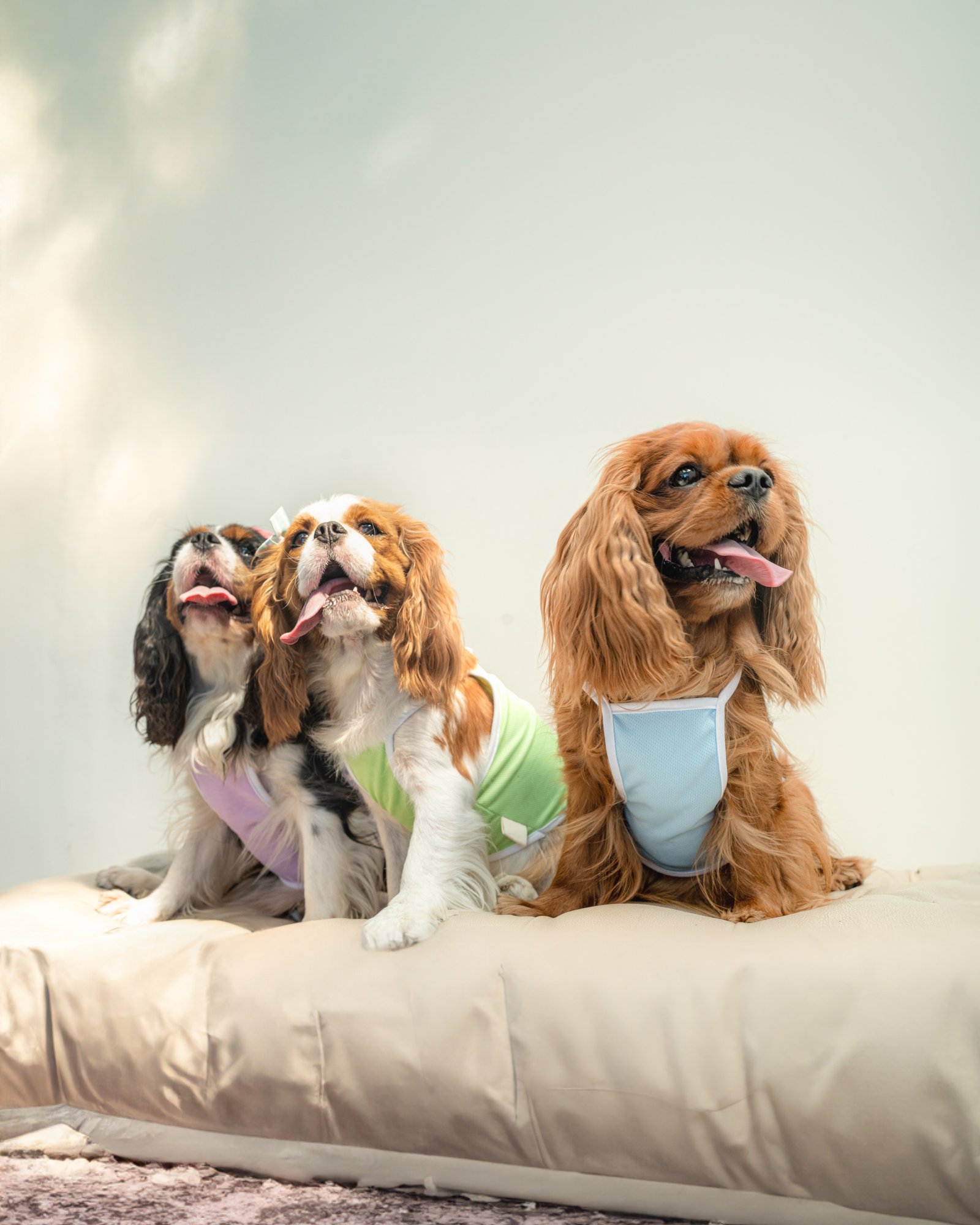 Kiyowoof — Photography by Panlapan Creative Lab
